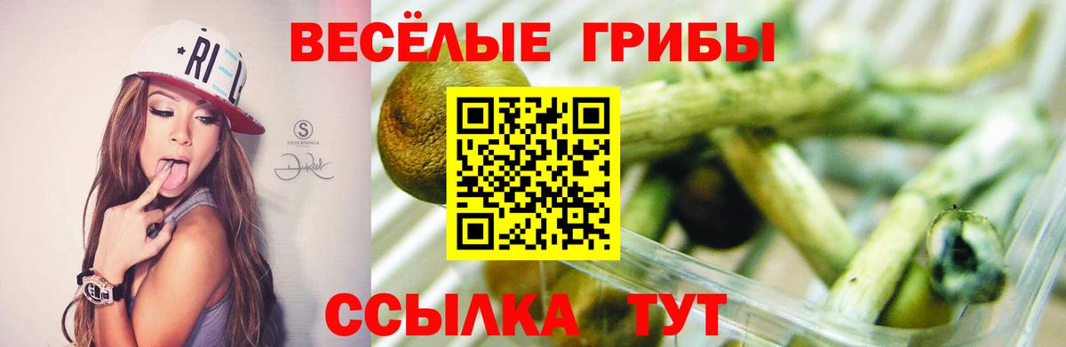 Галлюциногенные грибы Cubensis Александров